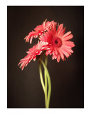 Gerbera Daisy Photographic Print by Sam Lee