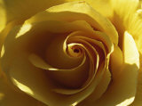 Rose jaune Affiches par Laurent Pinsard