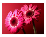 Gerbera Photographie par Sam Lee