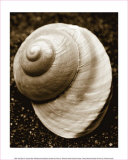 Sea Gallery II Prints by Boyce Watt