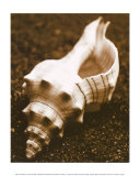 Sea Gallery III Poster by Boyce Watt