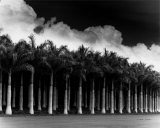 White Palms, Costa Rica Affiches par Monte Nagler