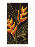 Heliconia Láminas por Yvette St. Amant