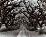 Chemin sous les chênes II, Louisiane Posters par Monte Nagler