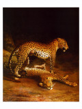Two Leopards Playing in the Exeter Change Menagerie, c.1808 Poster von Jacques-Laurent Agasse