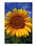 Looking Up Into the Sunflower's Smile Photographic Print by BuckarooStyle 