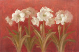 White Amaryllis on Red Poster par Danhui Nai