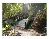 Nature Walk Photographic Print by TAMMY LUTKE