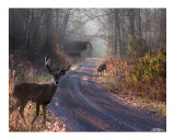 Back Home Giclee Print by Bill Stephens