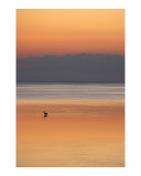 Heron fishing at dusk Photographic Print by Frank Tozier