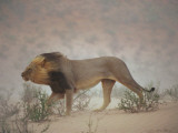 A Lion Pushes on Through a Gritty Wind in the Nossob Riverbed Photographie par Chris Johns
