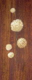 Billy Buttons II Pósters por Fernando Leal Billy Buttons II Pósters por Fernando Leal