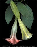Flores trompeta Póster por Rosemarie Stanford
