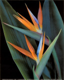 Bird of Paradise Prints by Rosemarie Stanford