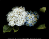 Hortensia Arte por Rosemarie Stanford