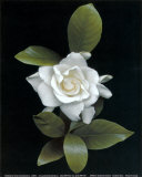 Gardenia Glory Posters by Rosemarie Stanford
