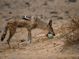 Black-Backed Jackal (Canis Mesomelas) Tries to Break Open a Prickly Naras Fruit Fotografisk trykk av Des & Jen Bartlett