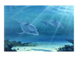 Atlantic Bottlenose Dolphin Poster Lámina giclée por Bill Northup