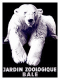 Bale Zoological Garden Polar Bear Láminas Bale Zoological Garden Polar Bear Láminas