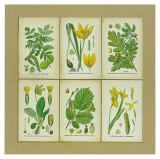 Flore II Affiches par Pascal Cessou