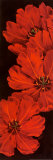 Bella Grande Tulips Posters par Paul Brent