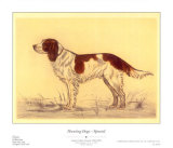 Hunting Dogs, Spaniel Poster by Andres Collot