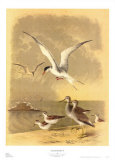 Coastal Dwellers I Láminas por Horace Steele Coastal Dwellers I Láminas por Horace Steele