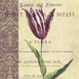 Tulip Print by Paula Scaletta
