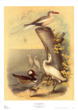 Coastal Dwellers II Poster by Horace Steele