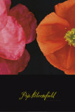 Dual Poppy Left Prints by Pip Bloomfield