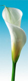 Turquoise Callas Trilogy III Prints by Inka Vogel