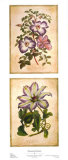 Flowering Clematis Posters by Louis Van Houtte