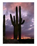 saguaro cactus at sunset Lámina fotográfica por Aaron M Hackett