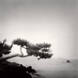 Two Branched Pine, Nakano Umi, Japan Affiches par Rolfe Horn