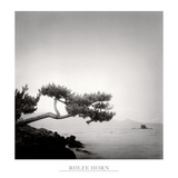Two Branched Pine, Nakano Umi, Japan Posters by Rolfe Horn