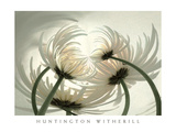 Spider Mums II Posters par Huntington Witherill