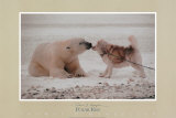 Polar Kiss Affiches par Thomas Mangelsen