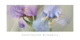 Iris XXII Arte por Huntington Witherill