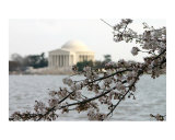 Washington DC Cherry Blossom with Jefferson Memorial Photographic Print by William Luo