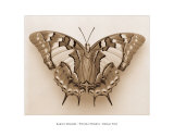 Polyura Pyrrhus, Dorsal View Posters par Raquel Edwards