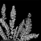 Black and White Ferns II Poster by Patti Socci