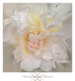 Paeonia Posters by Rebecca Swanson
