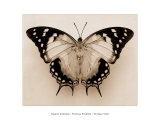 Polyura Pyrrhus, Ventral View Affiches par Raquel Edwards