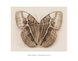 Stichopthalma Louisa Poster par Raquel Edwards