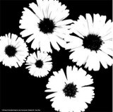 Black and White Asters II Plakat af Patti Socci