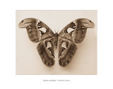 Attacus Atlas Prints by Raquel Edwards