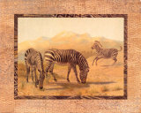 Zebra Posters