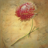 Little Strawflower Art by Sally Wetherby