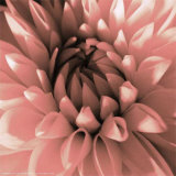 Pink Dahlia Prints by Shawn Kapitan