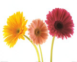 Drei Gerberas Kunst von Michael Bird